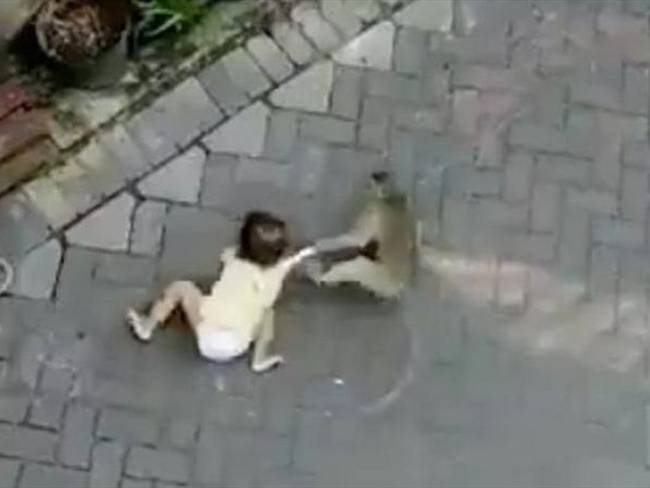 El impactante video que muestra cómo un mono secuestra a una niña. Foto: Captura de Pantalla