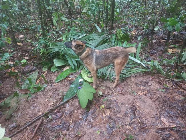 Wilson, perro de búsqueda perdido en el Guaviare. Foto: Fuerzas Militares.