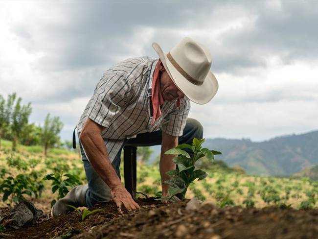 Se busca garantizar la venta de las cosechas de los campesinos y aportar a la seguridad alimentaria del país. Foto: Getty Images / ANDRESR