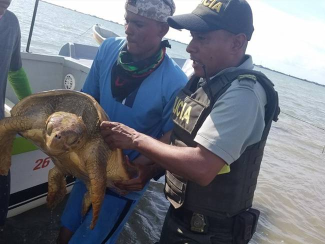 Policía del Atlántico rescata a una tortuga carey. Foto: Policía del Atlántico