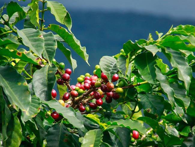 Cultivos de café. Foto: Colprensa