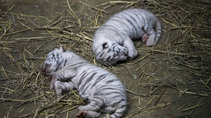 Tres tigres blancos de bengala fueron presentados por las autoridades del Zoológico Nacional de Nicaragua. Foto: EFE/Jorge Torres