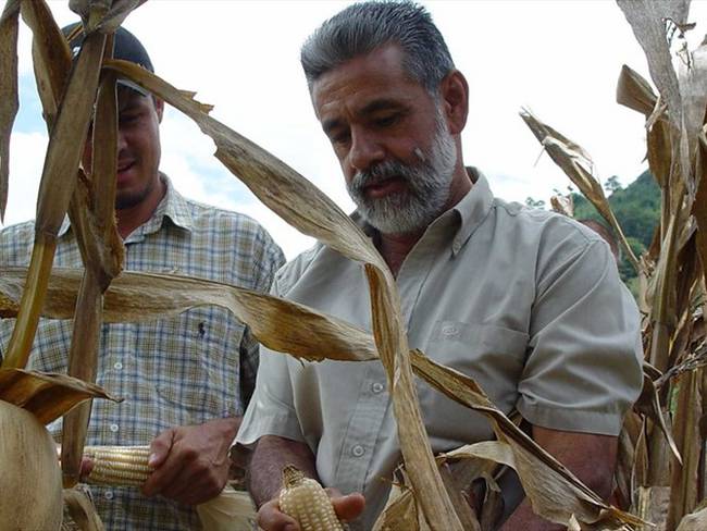 El dirigente gremial destacó que los bajos precios del maíz en el mercado internacional afectan a los cultivadores nacionales. Foto: Colprensa