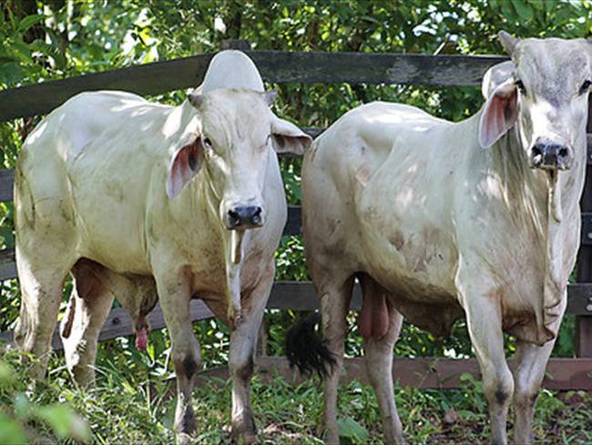 Moniquirá: Recompensas y medidas especiales de seguridad por incremento de robo de ganado. Foto: Colprensa