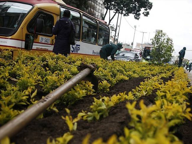 Alcaldía de Bogotá ordena que por cada árbol talado se deberán sembrar cinco más. Foto: Colprensa - Luisa González