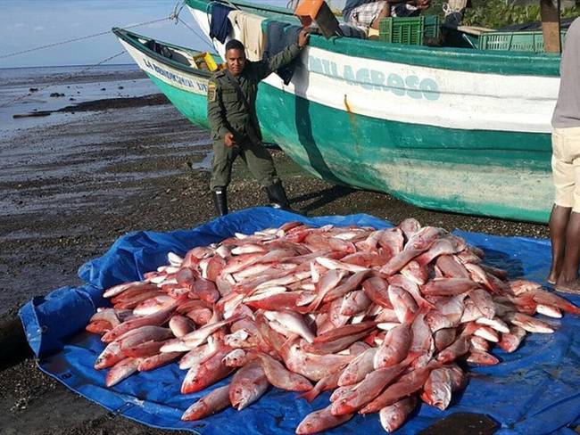El plan del ministerio de Agricultura para combatir la pesca ilegal. Foto: Colprensa