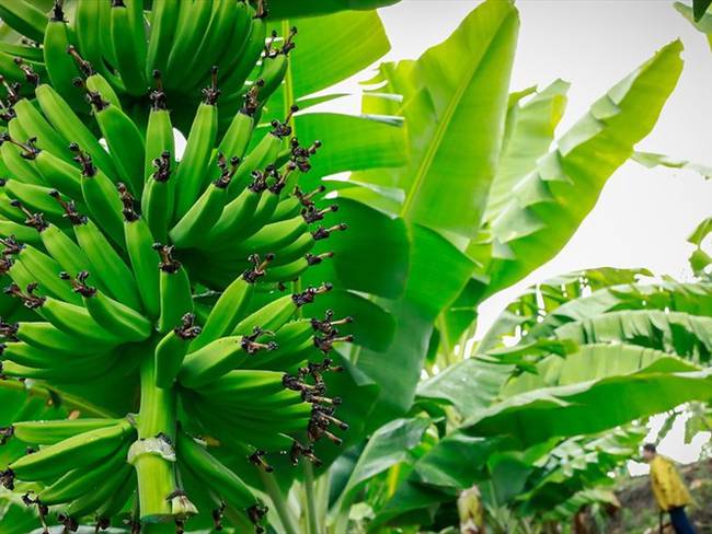 Gremios bananeros siguen luchando contra hongo que afecta plantaciones del sector. Foto: Colprensa