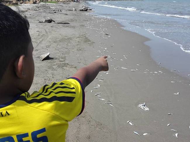 Cientos de peces comenzaron a aparecer muertos en la playa del municipio de Timbiquí, costa pacífica caucana. Foto: Colprensa