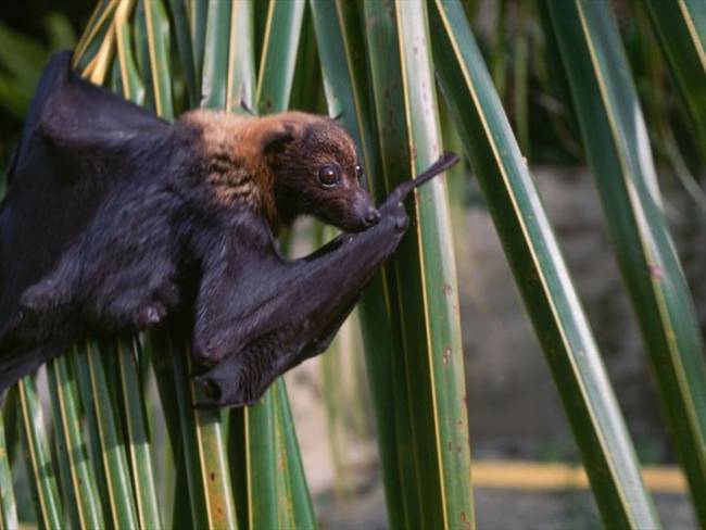 Diferentes colonias de murciélagos tienen diferentes dialectos:Yossi Yovel. Foto: Getty Images