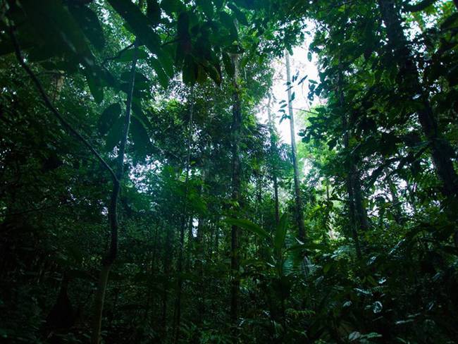 ¿Cómo avanza la sentencia que protege a la Amazonía colombiana de la deforestación?