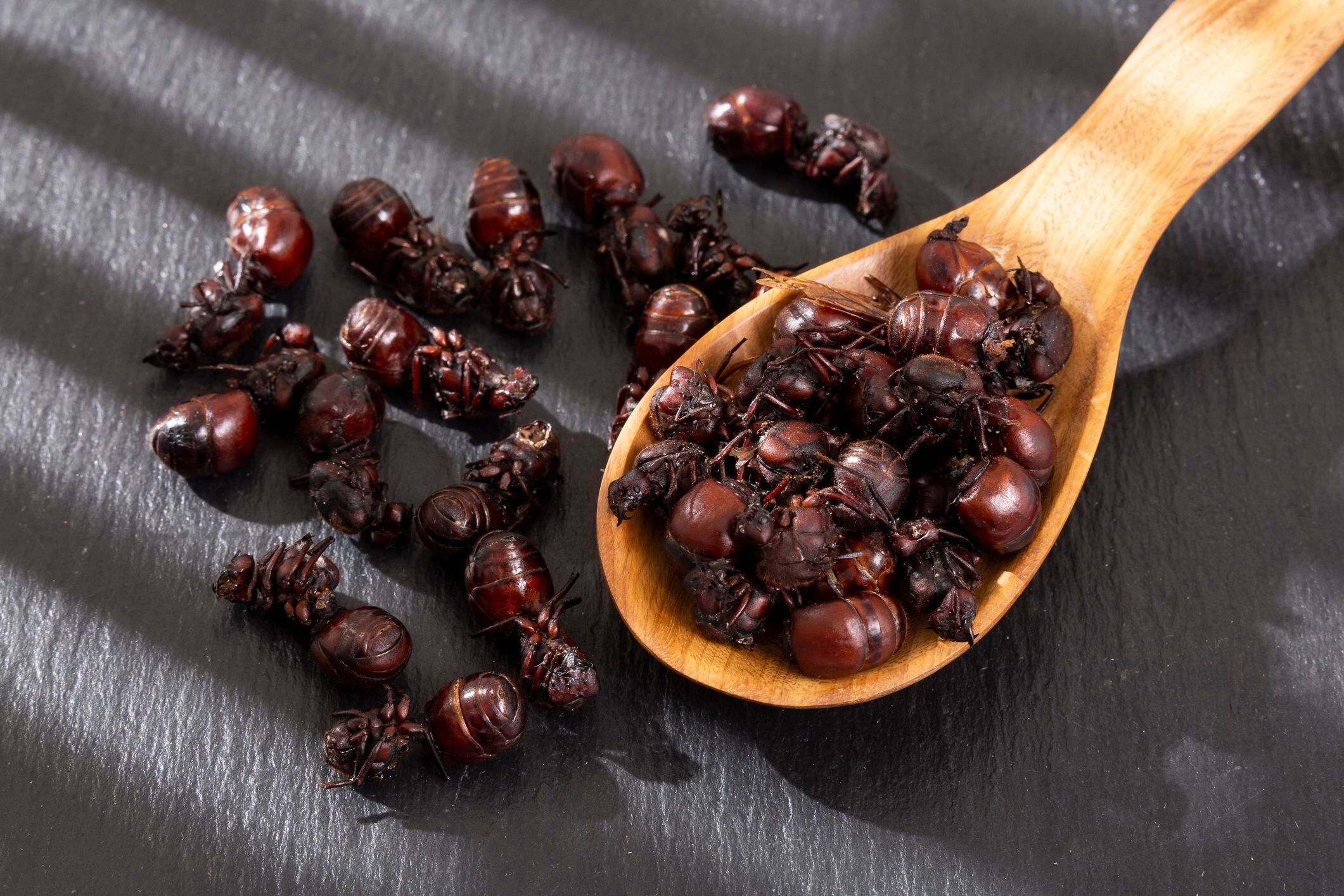 ¿A qué países llegan las hormigas culonas?