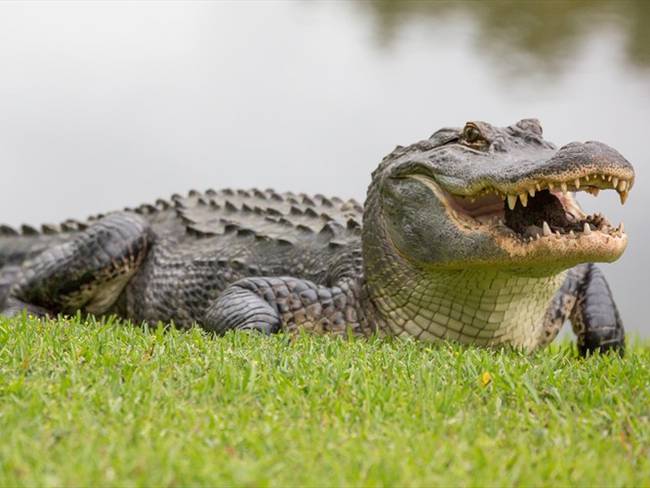Algunos de los artículos estaban elaborados con caimán aguja, una especie en peligro de extinción. Foto: Getty Images / ROBERT LOE