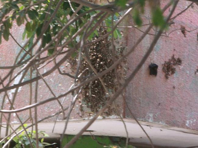 Con pesticidas estarían envenenando abejas en Antioquia . Foto: Colprensa