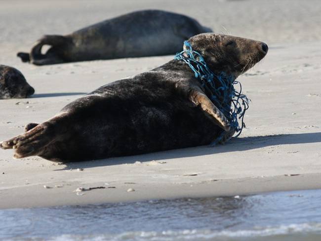 Según WWF, las artes de pesca abandonadas, perdidas o arrojadas al mar son el tipo de contaminación plástica más letal para la vida marina. Foto: Pixabay