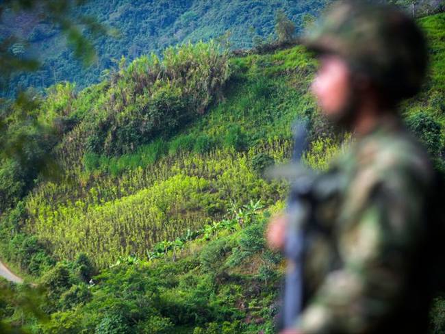 “Quienes están cometiendo el delito son los que cultivan coca, pero piden una solución”: general Juvenal Díaz. Foto: Getty Images / RAÚL ARBOLEDA