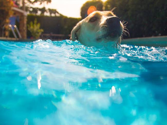 Perrita salvó a un canino que se estaba ahogando en una piscina / imagen de referencia. Foto: Getty Images