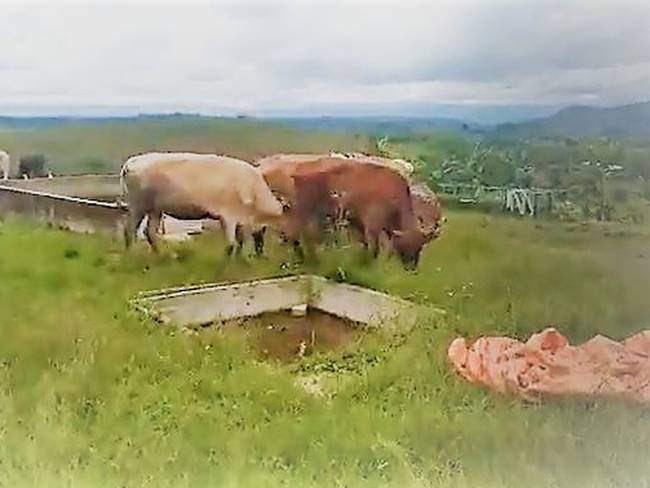 En la finca se obstaculizan labores de ganadería y porcicultura. Crédito: Alcaldía de Caldono.