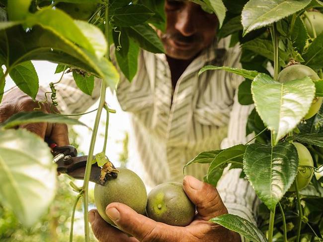 Colombia y Brasil destinan millonaria cifra para impulsar la agricultura comunitaria. Foto: Colprensa