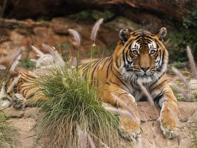 Diagnostican a tigre con Covid-19 en Nueva York. Foto: Getty Images