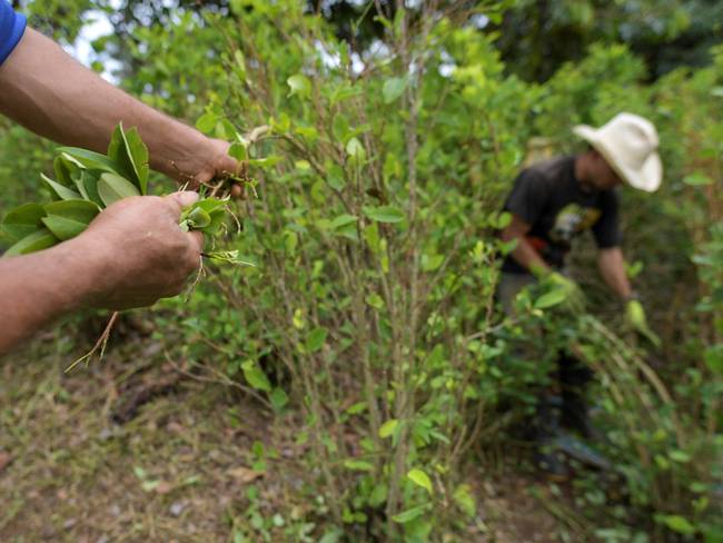 Cultivos de coca en Colombia. Foto: Getty Images