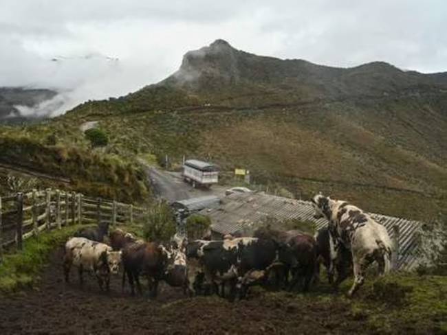 Animales de zonas cercanas al volcán Nevado del Ruiz / Foto: AFP