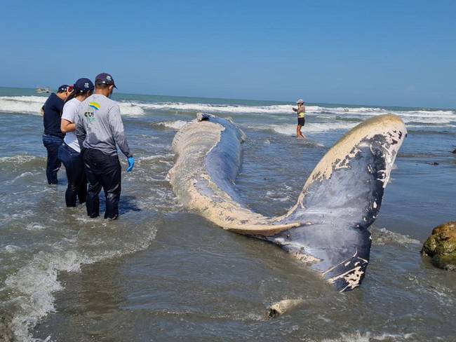 Hallan muerta a una ballena en playas de San Bernardo del Viento. Foto: Minambiente.