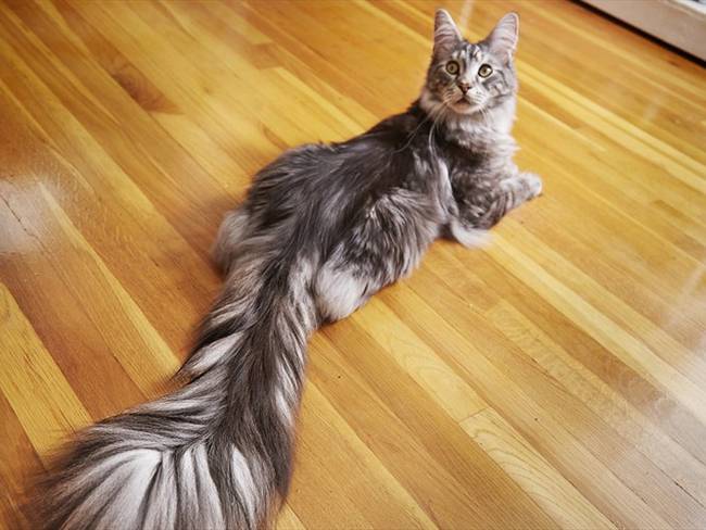 Gato con la cola más larga. Foto: Associated Press - AP