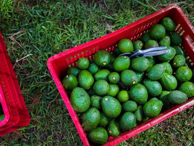 Aguacate hass. Foto: Getty Images
