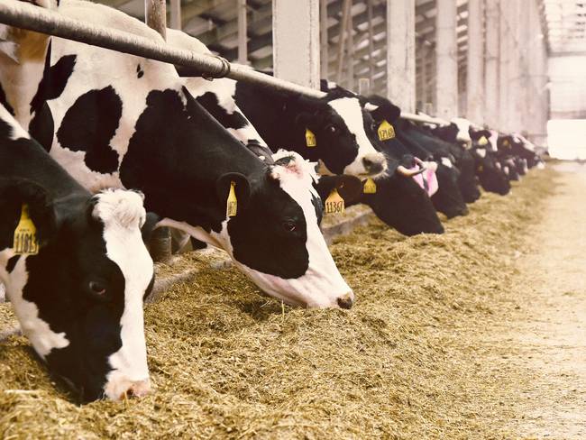 Gafas de realidad virtual a las vacas para producir más leche: la polémica idea de un granjero
