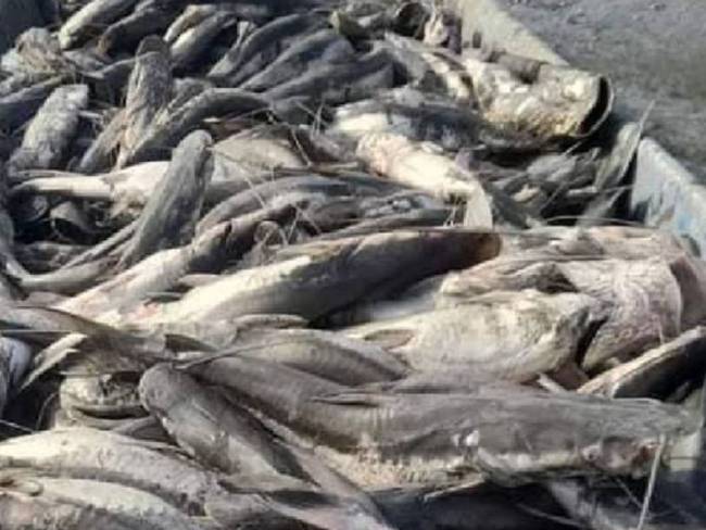 Mortandad de peces en río Carare. Foto: Cortesía a Melissa Múnera.