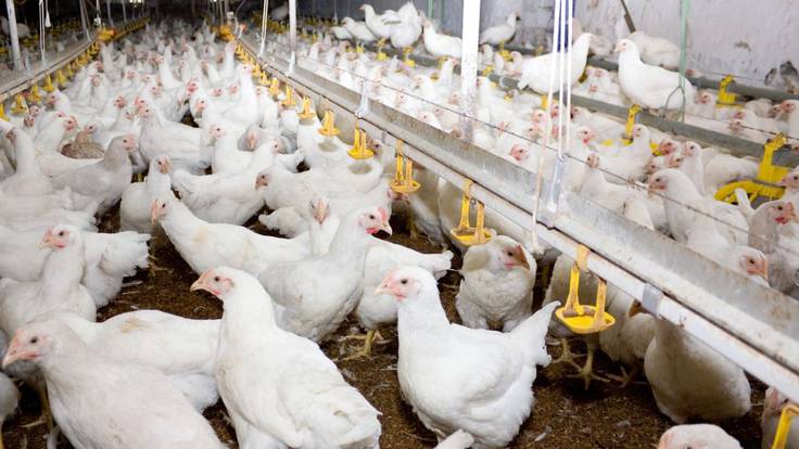 Levantan cuarentena sanitaria por influenza aviar en ocho municipios de Córdoba. Foto: Getty Images.