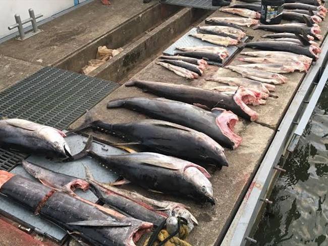 Pesca ilegal en Malpelo. Foto: Armada Nacional