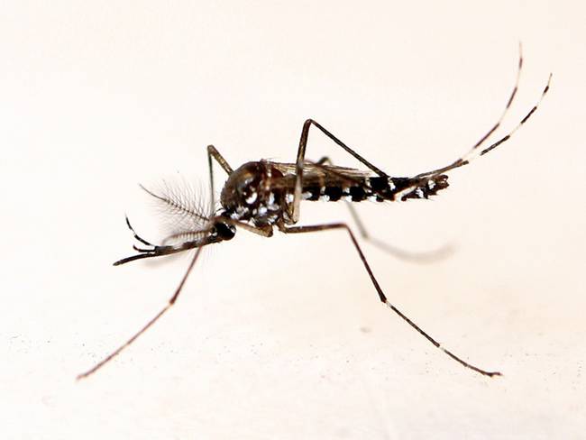 Aumentan casos de malaria en Risaralda / Foto: Oficial OIEA
