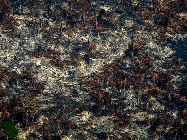 En la Amazonía la deforestación abre paso a la ganadería para tierras pronto baldías. Foto: Getty Images