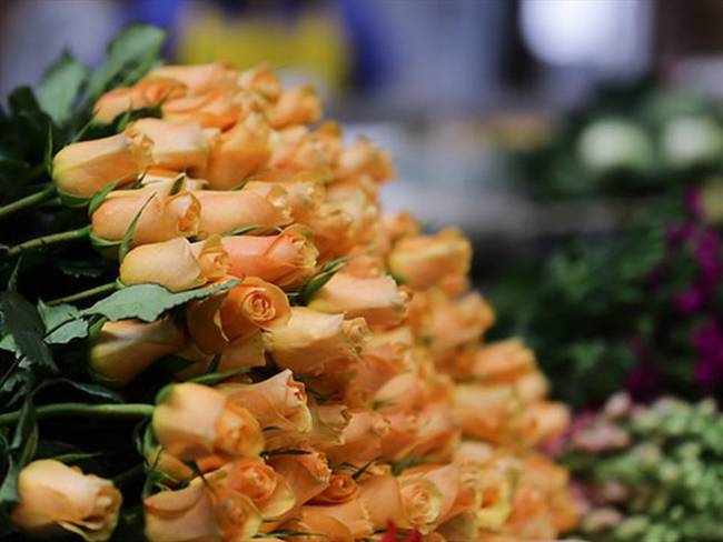 En el día de San Valentín, más de 1 millón de flores de Boyacá llegan a EEUU. Foto: Colprensa