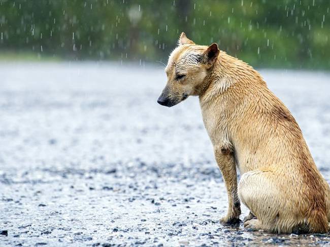 Los perros son abandonados diariamente en Colombia. Foto: Getty Images/ Nitat Termmee
