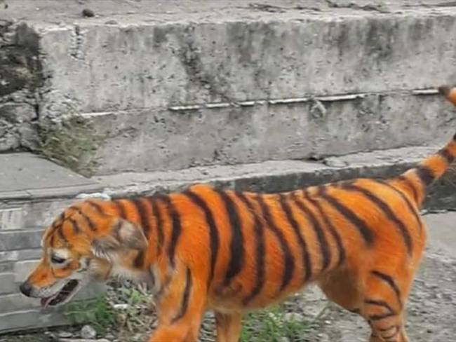Perro pintado como tigre en Malasia. Foto: Organización Protectora de Animales de Malasia.