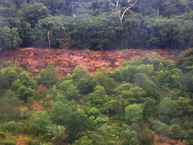 Cae red señalada de deforestar la Serranía de la Macarena. Foto: Cortesía Fiscalía General de la Nación