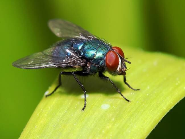 La mosca empieza a ser contemplada como alternativa alimentaria de consumo humano