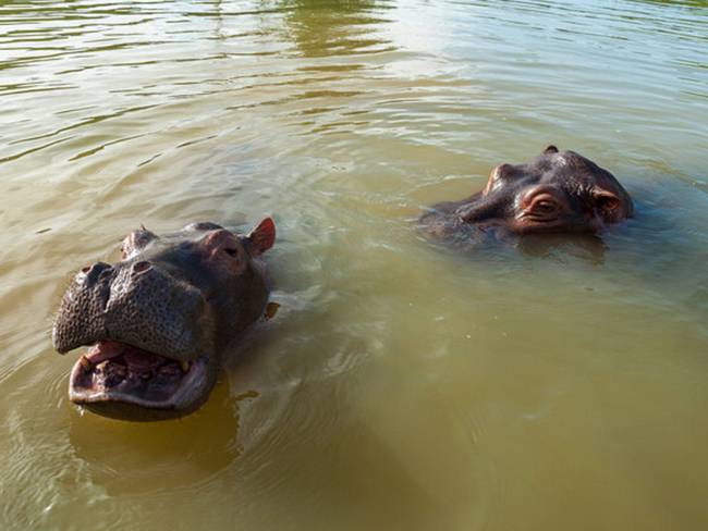 Quieren enviar al extranjero 70 hipopótamos que permanecen en el Magdalena Medio. Foto: Colprensa