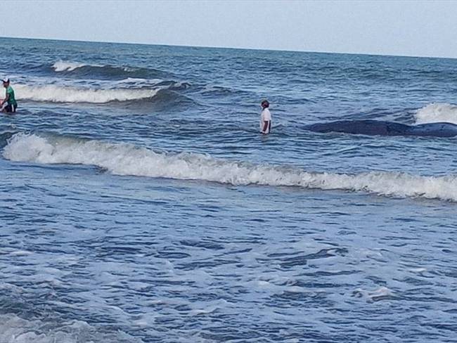 Por muerte de ballena, restringen el ingreso a las playas del corregimiento Cristo Rey en Córdoba.Foto:CVS.