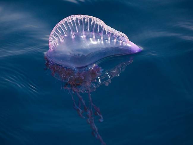 Corpamag confirma presencia de medusas tóxicas en playas de Santa Marta. Foto: Getty Images