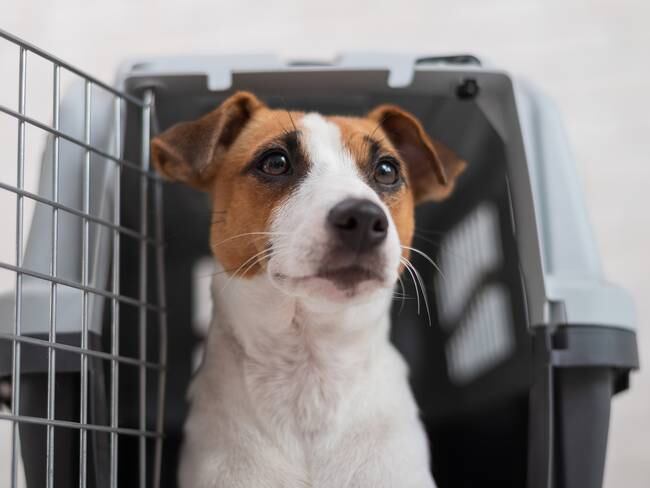 Los perros pueden ser embargados: Corte Suprema