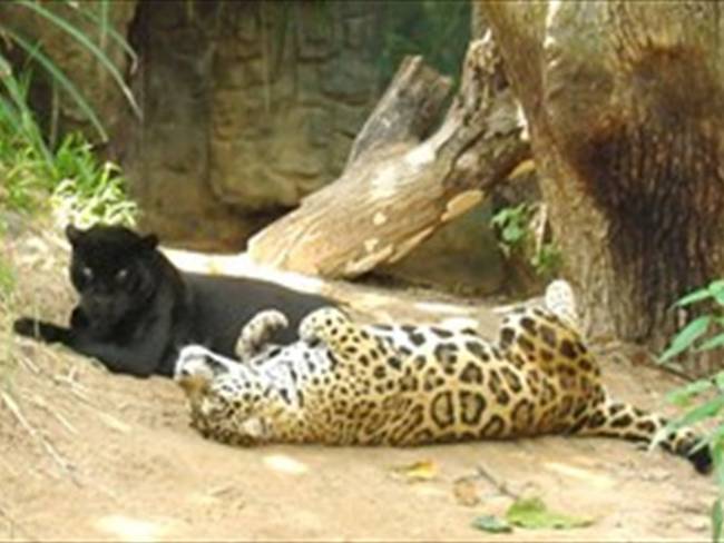 Zoo de Barranquilla pide ayuda para garantizar supervivencia de los animales en cuarentena