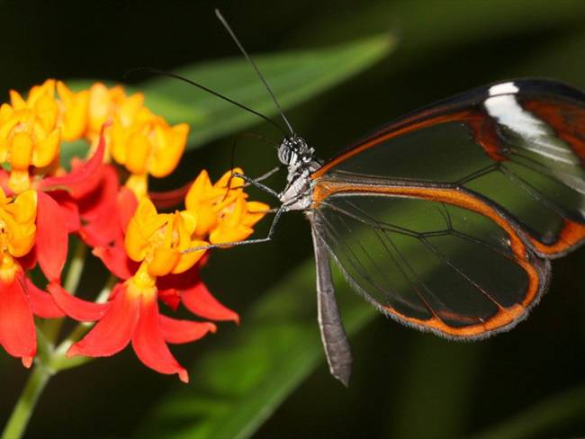 &quot;Friend of the Earth&quot; es el primer censo mundial de mariposas. Foto: Getty Images