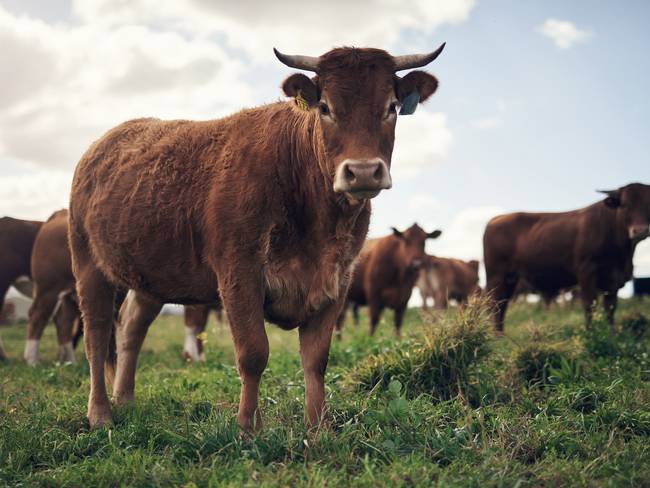 Imagen de referencia de ganado. Foto: Getty Images
