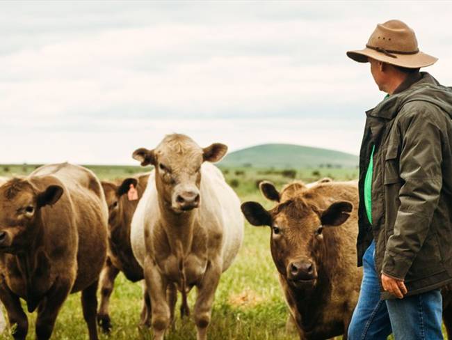 Grupo Éxito se convierte en el primer retail en presentar el modelo de ganadería sostenible. Foto: Getty Images