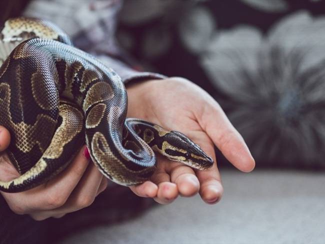 Foto de referencia de una mujer con una serpiente. Foto: Getty Images/urbazon