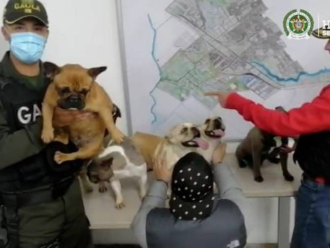 Rescatan a seis perros bulldog francés que fueron robados en Villeta. Foto: Cortesía Gaula