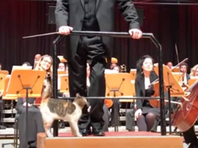 El gato desató los aplausos de público cuando acompañó al director de la orquesta en el atril.. Foto: Captura de pantalla